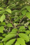 Poison Sumac, Toxicodendron vernix