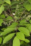 Poison Sumac, Toxicodendron vernix