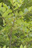 Poison Sumac, Toxicodendron vernix