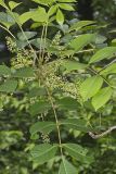 Poison Sumac, Toxicodendron vernix