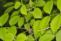 Poison Sumac, Toxicodendron vernix