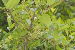 Poison Sumac, Toxicodendron vernix