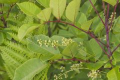 Poison Sumac, Toxicodendron vernix