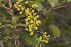 Poison Sumac, Toxicodendron vernix