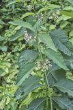 Poke Milkweed, Asclepias exaltata