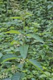 Poke Milkweed, Asclepias exaltata