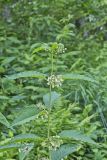 Poke Milkweed, Asclepias exaltata
