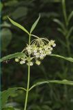 Poke Milkweed, Asclepias exaltata