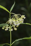 Poke Milkweed, Asclepias exaltata