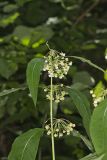 Poke Milkweed, Asclepias exaltata