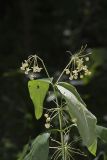 Poke Milkweed, Asclepias exaltata