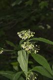 Poke Milkweed, Asclepias exaltata