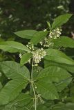 Poke Milkweed, Asclepias exaltata