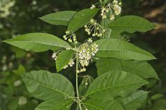 Poke Milkweed, Asclepias exaltata