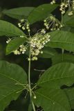 Poke Milkweed, Asclepias exaltata