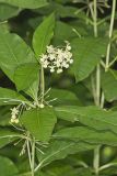 Poke Milkweed, Asclepias exaltata