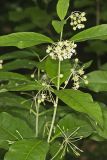 Poke Milkweed, Asclepias exaltata