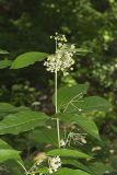 Poke Milkweed, Asclepias exaltata