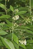 Poke Milkweed, Asclepias exaltata
