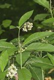 Poke Milkweed, Asclepias exaltata