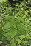 Poke Milkweed, Asclepias exaltata