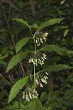 Poke Milkweed, Asclepias exaltata