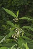 Poke Milkweed, Asclepias exaltata