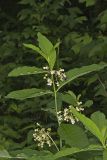 Poke Milkweed, Asclepias exaltata