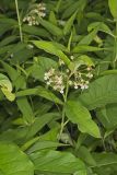 Poke Milkweed, Asclepias exaltata