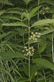 Poke Milkweed, Asclepias exaltata