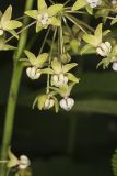 Poke Milkweed, Asclepias exaltata
