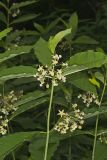 Poke Milkweed, Asclepias exaltata