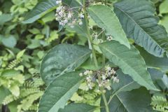 Poke Milkweed, Asclepias exaltata