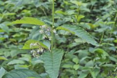 Poke Milkweed, Asclepias exaltata