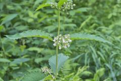 Poke Milkweed, Asclepias exaltata