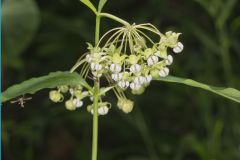 Poke Milkweed, Asclepias exaltata