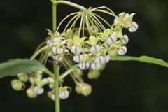 Poke Milkweed, Asclepias exaltata