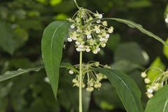 Poke Milkweed, Asclepias exaltata