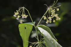 Poke Milkweed, Asclepias exaltata