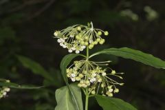 Poke Milkweed, Asclepias exaltata