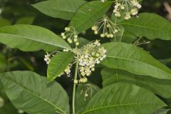 Poke Milkweed, Asclepias exaltata