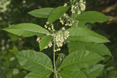 Poke Milkweed, Asclepias exaltata