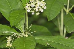 Poke Milkweed, Asclepias exaltata