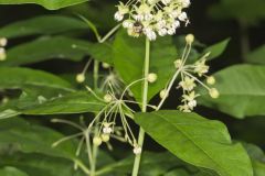 Poke Milkweed, Asclepias exaltata