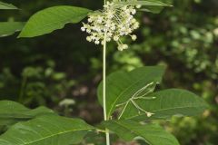 Poke Milkweed, Asclepias exaltata