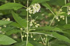 Poke Milkweed, Asclepias exaltata