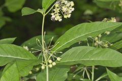 Poke Milkweed, Asclepias exaltata