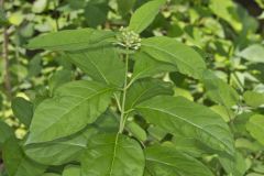 Poke Milkweed, Asclepias exaltata
