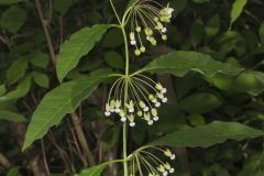 Poke Milkweed, Asclepias exaltata