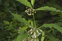 Poke Milkweed, Asclepias exaltata